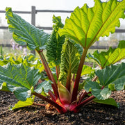 Vibrant 'Goliath' Rhubarb Plant with large green leaves & red stalks, growing in a garden, surrounded by soil & a wooden fence.